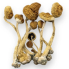 Buy Alacabenzi Mushroom Online