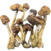 Buy Trinity Mushroom
