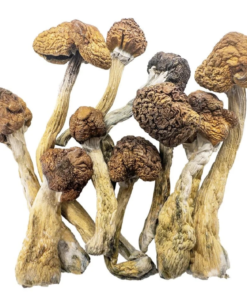 Buy Trinity Mushroom