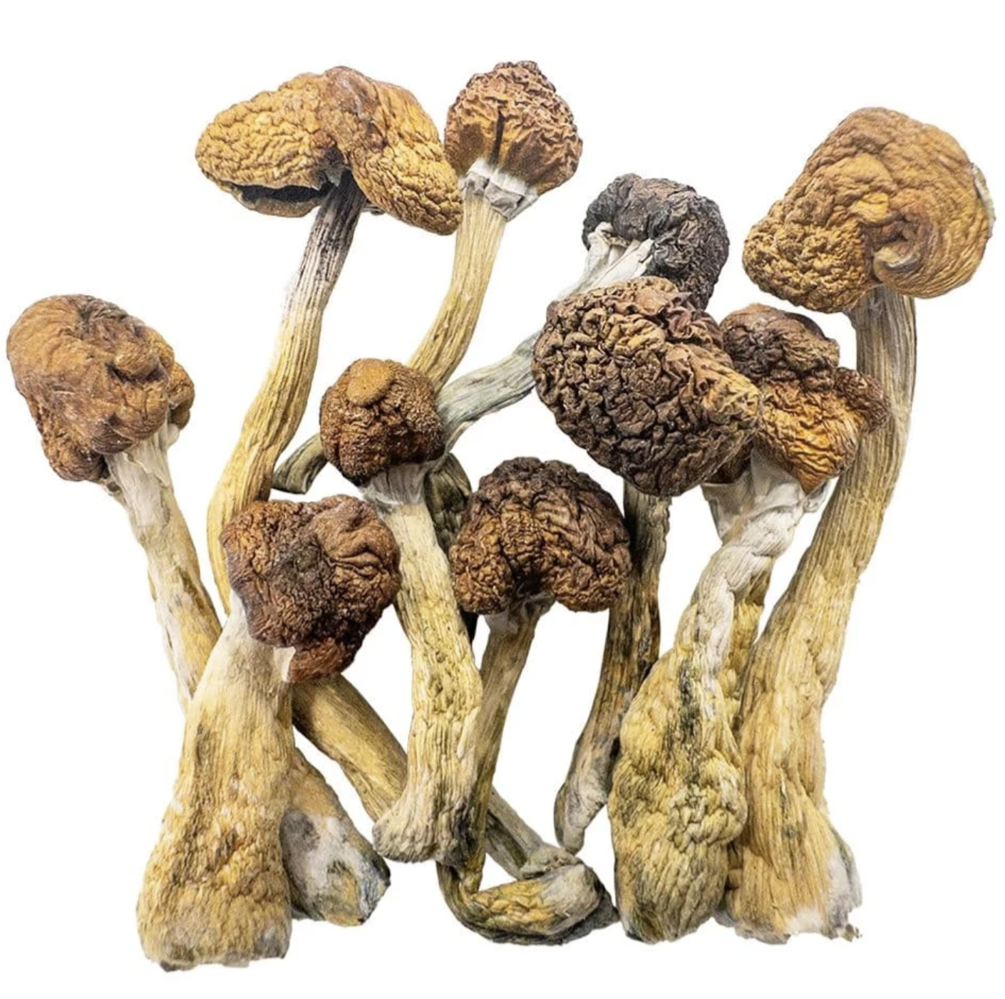 Buy Trinity Mushroom Buy Trinity Mushroom