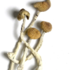 Aztec God Mushroom