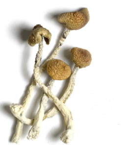 Aztec God Mushroom