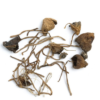 Buy Liberty Caps Mushrooms Canada