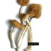 Buy B+ Mushrooms Canada