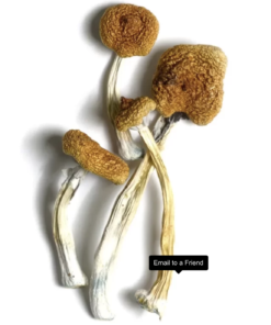 Buy B+ Mushrooms Canada