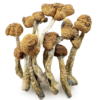 Buy Mazatapec Mushrooms Online
