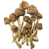 Buy Brazilian Mushrooms Online