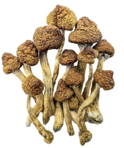 Buy Brazilian Mushrooms Online