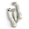 Buy Albino Penis Envy Mushrooms Online