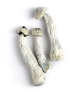 Buy Albino Penis Envy Mushrooms Online