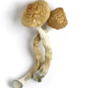 Golden Teacher Mushrooms Grow