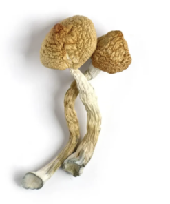 Golden Teacher Mushrooms Grow
