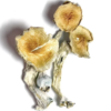 Buy Blue Meanies Mushrooms