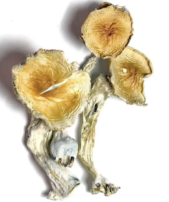 Buy Blue Meanies Mushrooms