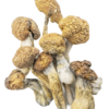 Buy Malabar Mushroom