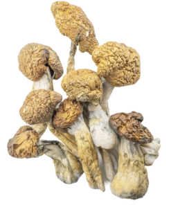 Buy Malabar Mushroom