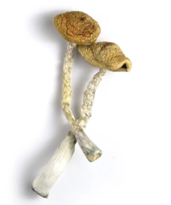 Golden Emperor Mushroom