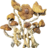 Cambodian Magic mushroom