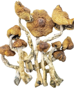 Cambodian Magic mushroom