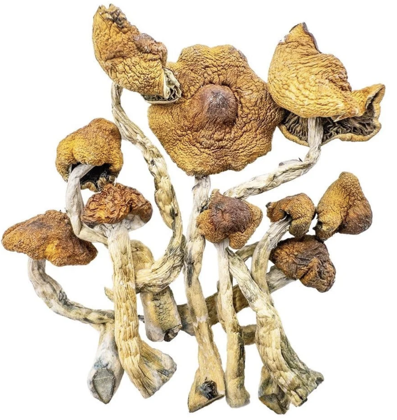 Cambodian Magic mushroom Cambodian Magic mushroom