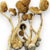 Buy Amazonian Strain Mushrooms Online