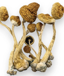 Buy Amazonian Strain Mushrooms Online