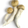 Buy Penis Envy Mushroom Online